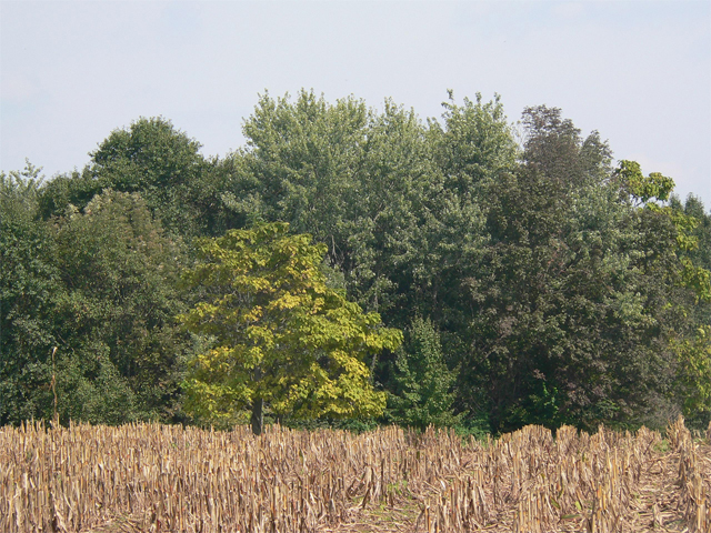 open space Schlotterer Trees open space Schlotterer Trees